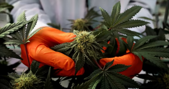Image of hands in orange gloves harvesting marijuana plant
